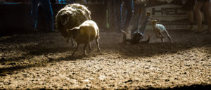 Rodeo Asset 3