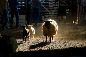 Rodeo Asset 6
