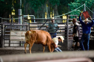 Rodeo Asset 14