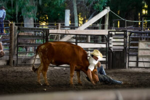 Rodeo Asset 15