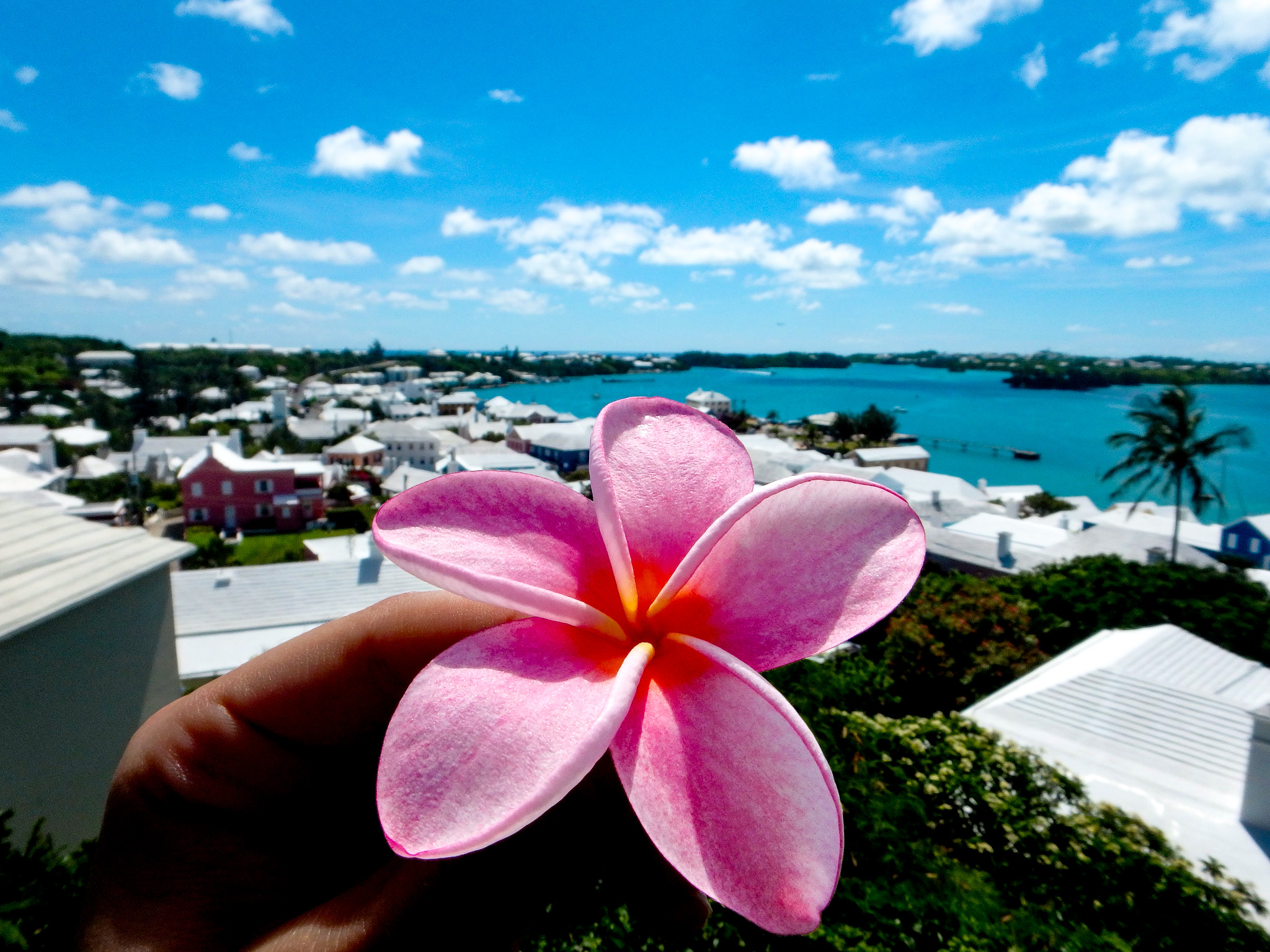 Frangipani over Bermuda